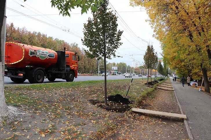 Липы за 68 тысяч: мэрия Уфы закупает деревья втрое дороже рынка через приближённую фирму